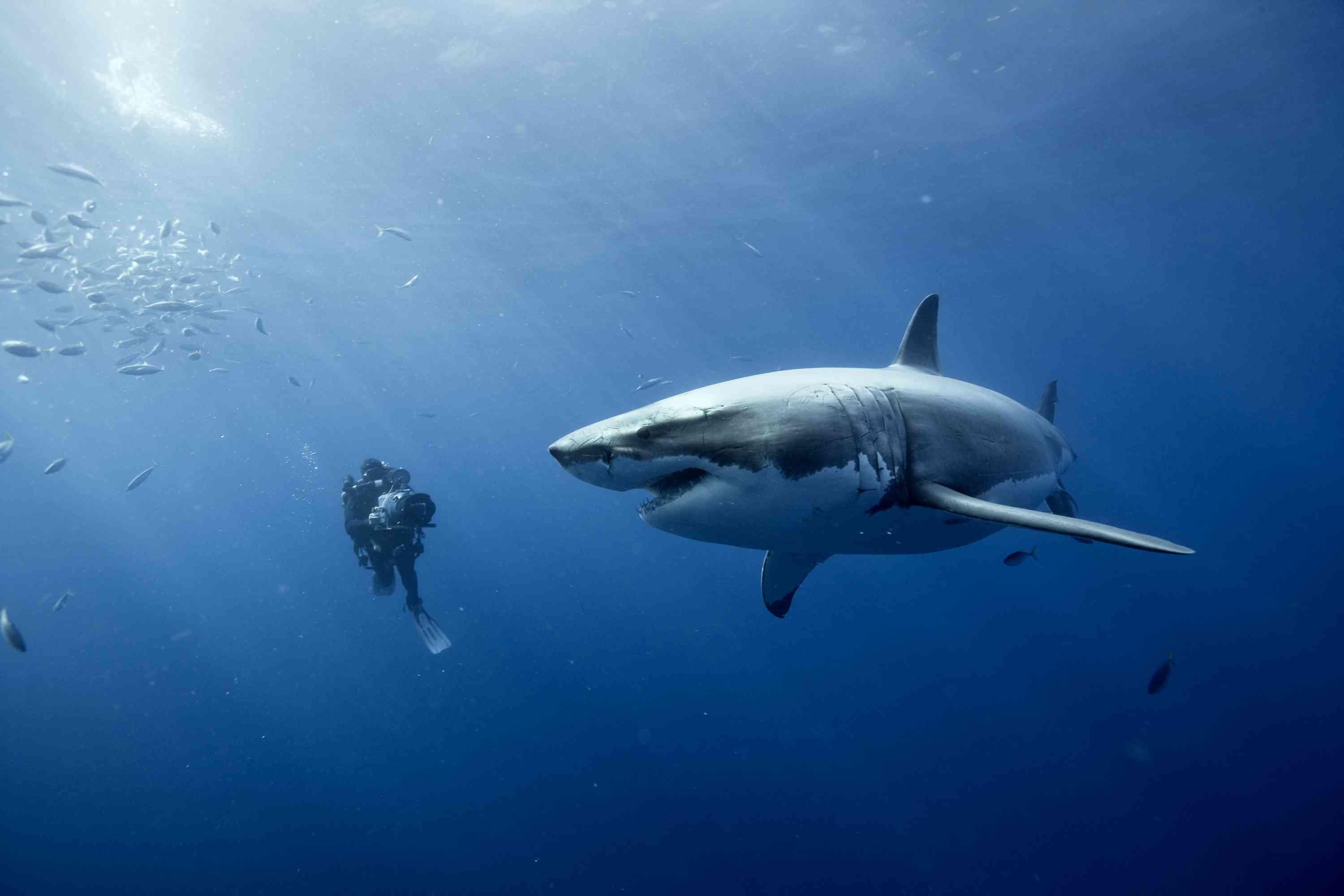 Filmas „Oceans“