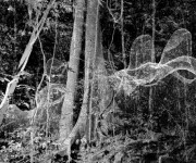 Daniel Steegmann Mangrané. Fantomas